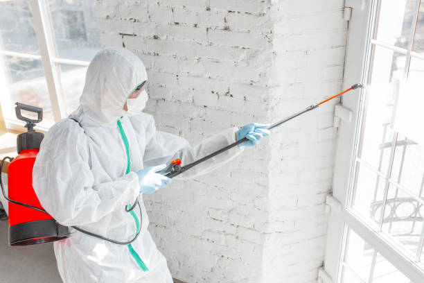 Best Black Mold Removal  in Tecumseh, OK